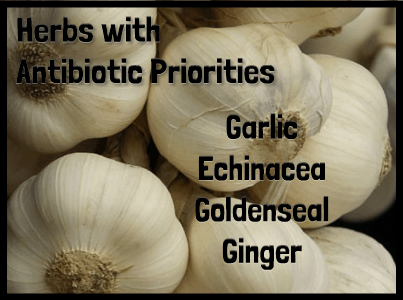 Some of the Most Popular Antibiotic Herbs